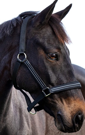 horse ridding accessories
